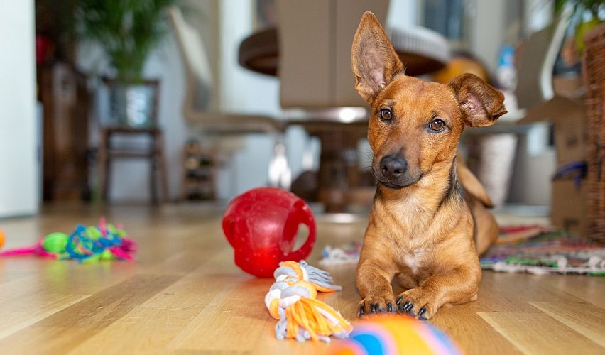 Little dog laying on floor with toys.