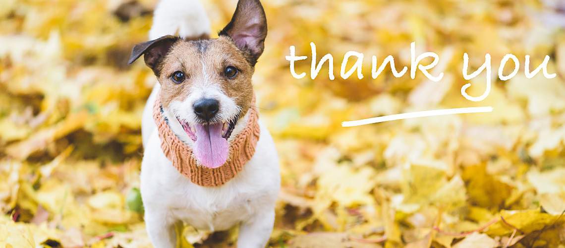 Happy dog in leaves.