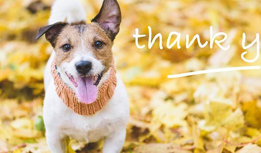 Happy dog in leaves.