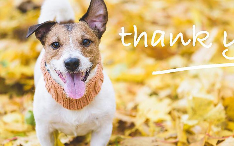 Happy dog in leaves.