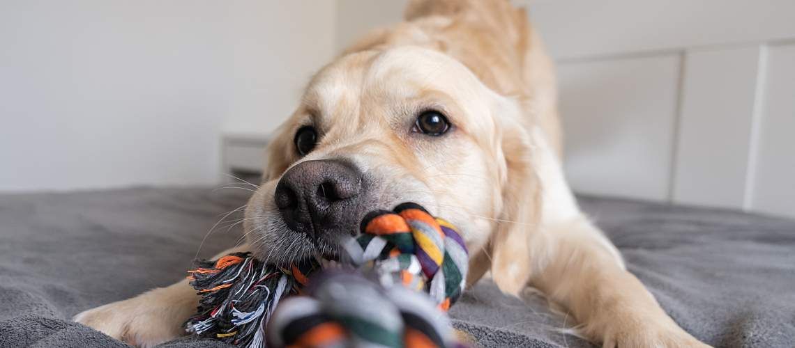 A cheerful golden retriever with a colored rope toy in his teeth.