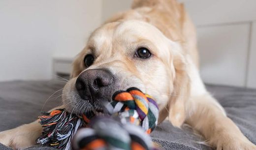 A cheerful golden retriever with a colored rope toy in his teeth.