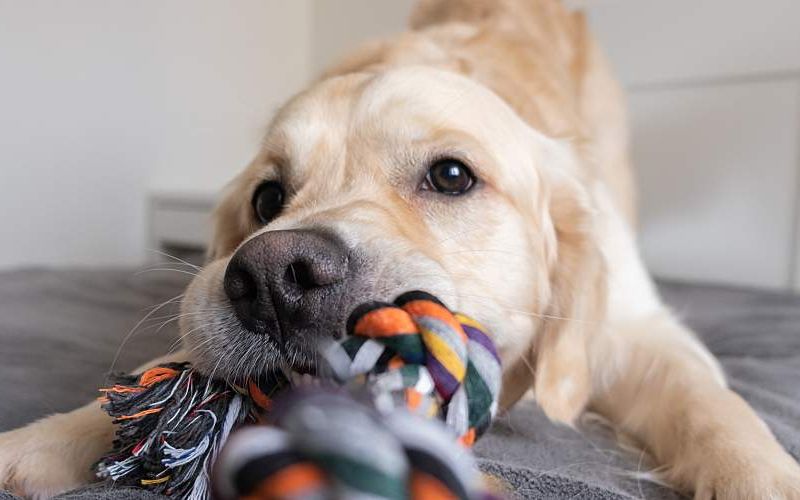 A cheerful golden retriever with a colored rope toy in his teeth.
