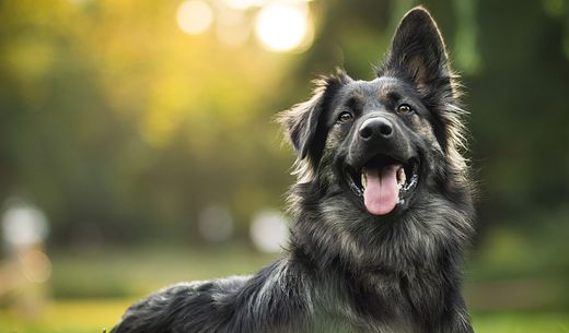 Dog looking forward in a field.