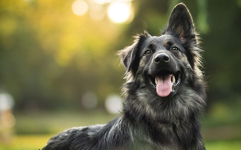 Dog looking forward in a field.