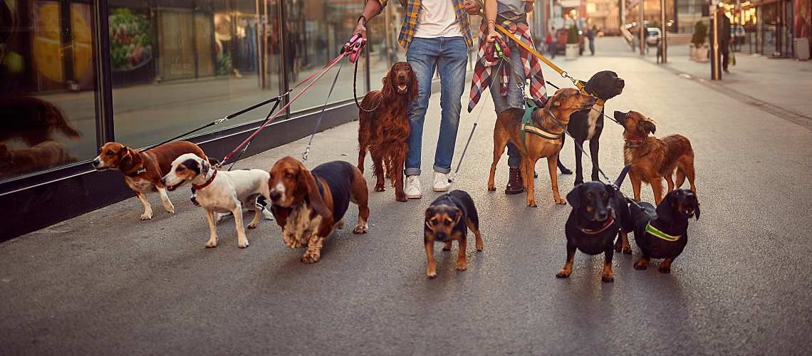 Dog walker with multiple dogs on a walk.