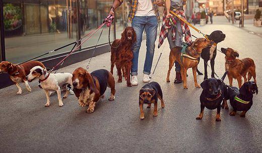 Dog walker with multiple dogs on a walk.