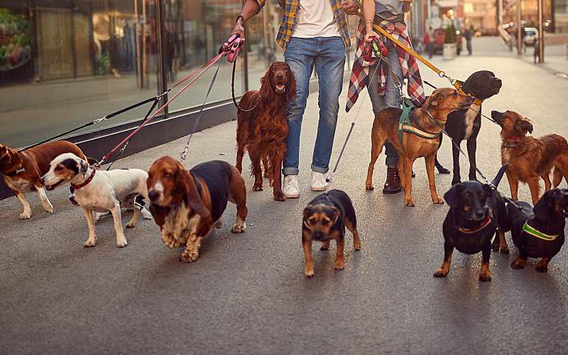 Dog walker with multiple dogs on a walk.