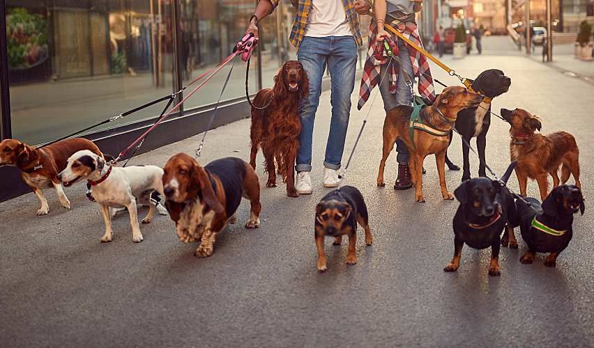 Dog walker with multiple dogs on a walk.