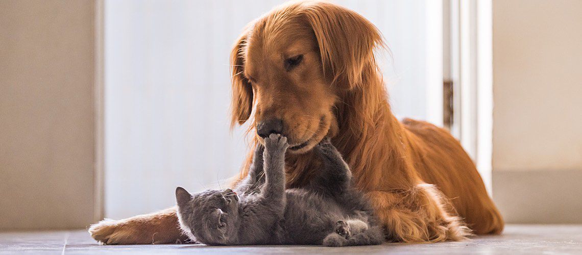 Golden retriever and gray kitten.