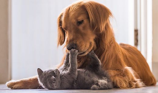 Golden retriever and gray kitten.