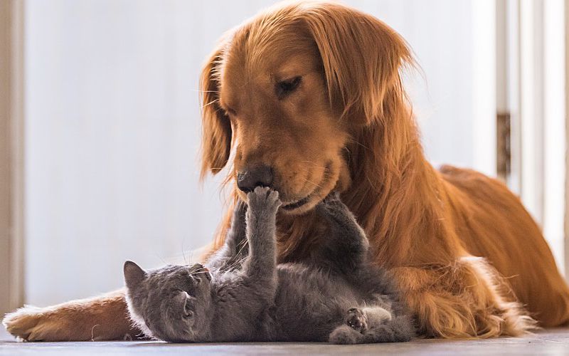 Golden retriever and gray kitten.