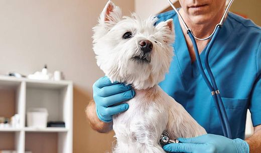 A veterinarian listens to the breath of a small dog.