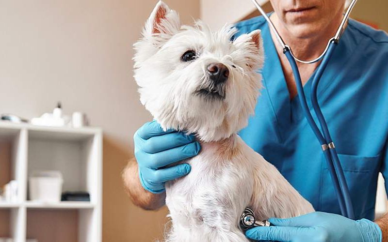 A veterinarian listens to the breath of a small dog.