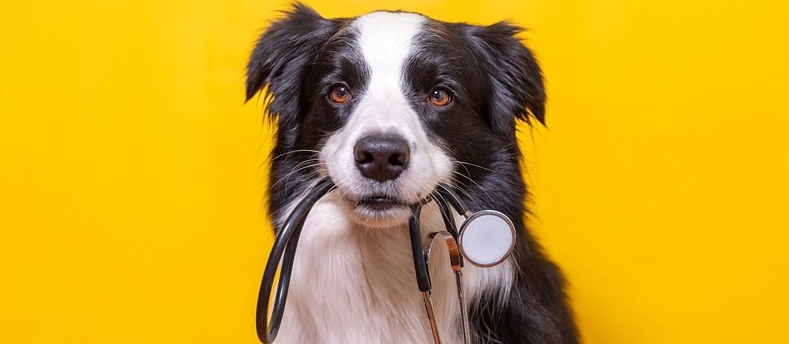 A border collie holds a stethoscope in its mouth.