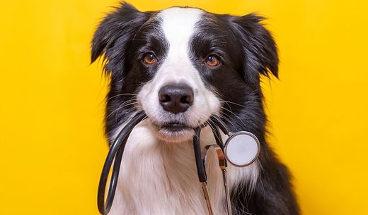 A border collie holds a stethoscope in its mouth.