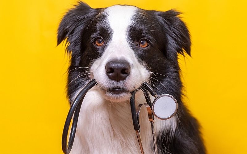A border collie holds a stethoscope in its mouth.