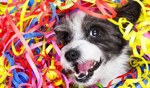 A dog's happy face emerges from a pile of party streamers.