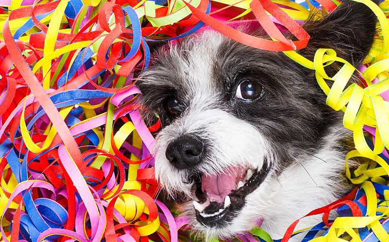 A dog's happy face emerges from a pile of party streamers.