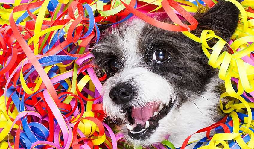 A dog's happy face emerges from a pile of party streamers.