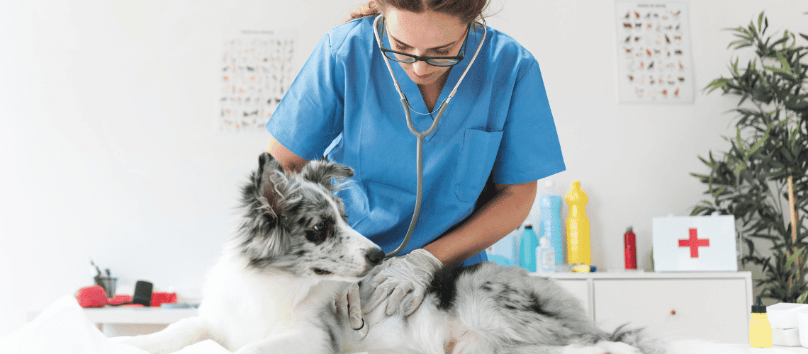Veterinary technician with dog.