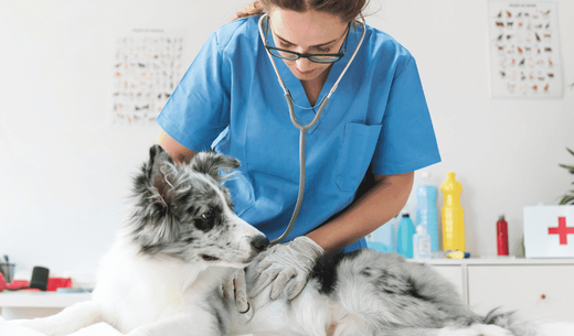 Veterinary technician with dog.