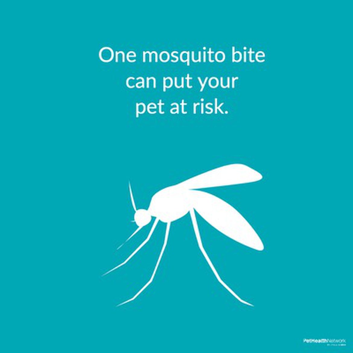 Social media post on how it only takes a single mosquito bite to be infected with heartworm disease.