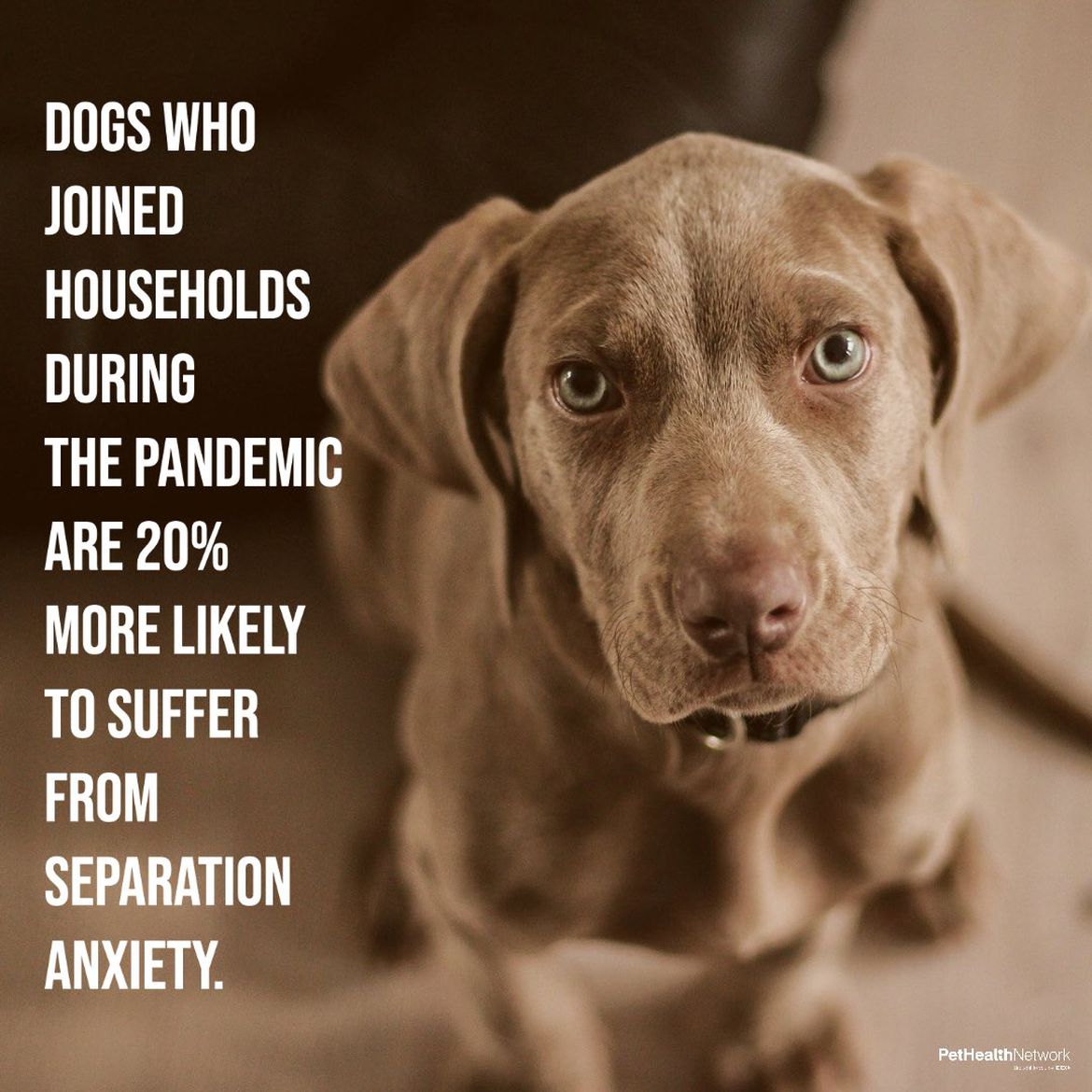 Social media post about separation anxiety for dogs.