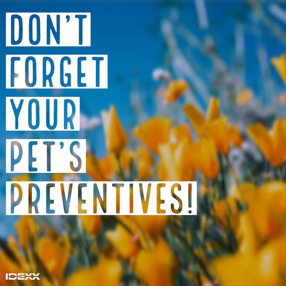 Social media post on not forgetting monthly preventives for pets