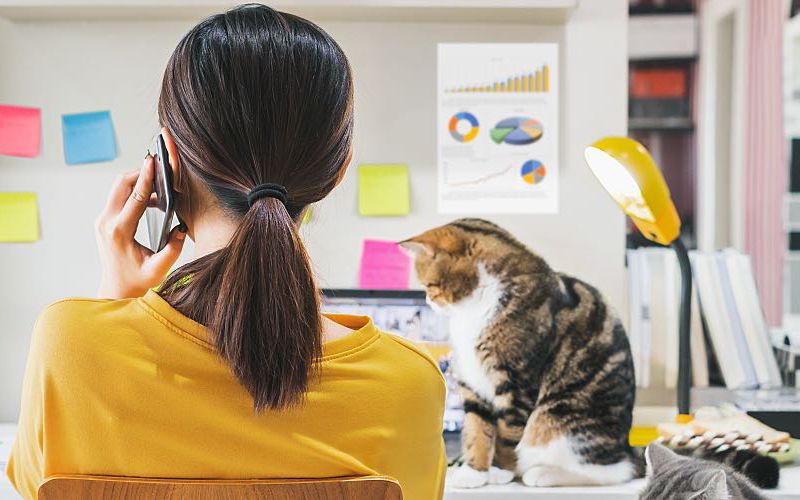 Woman working from home with two cats.