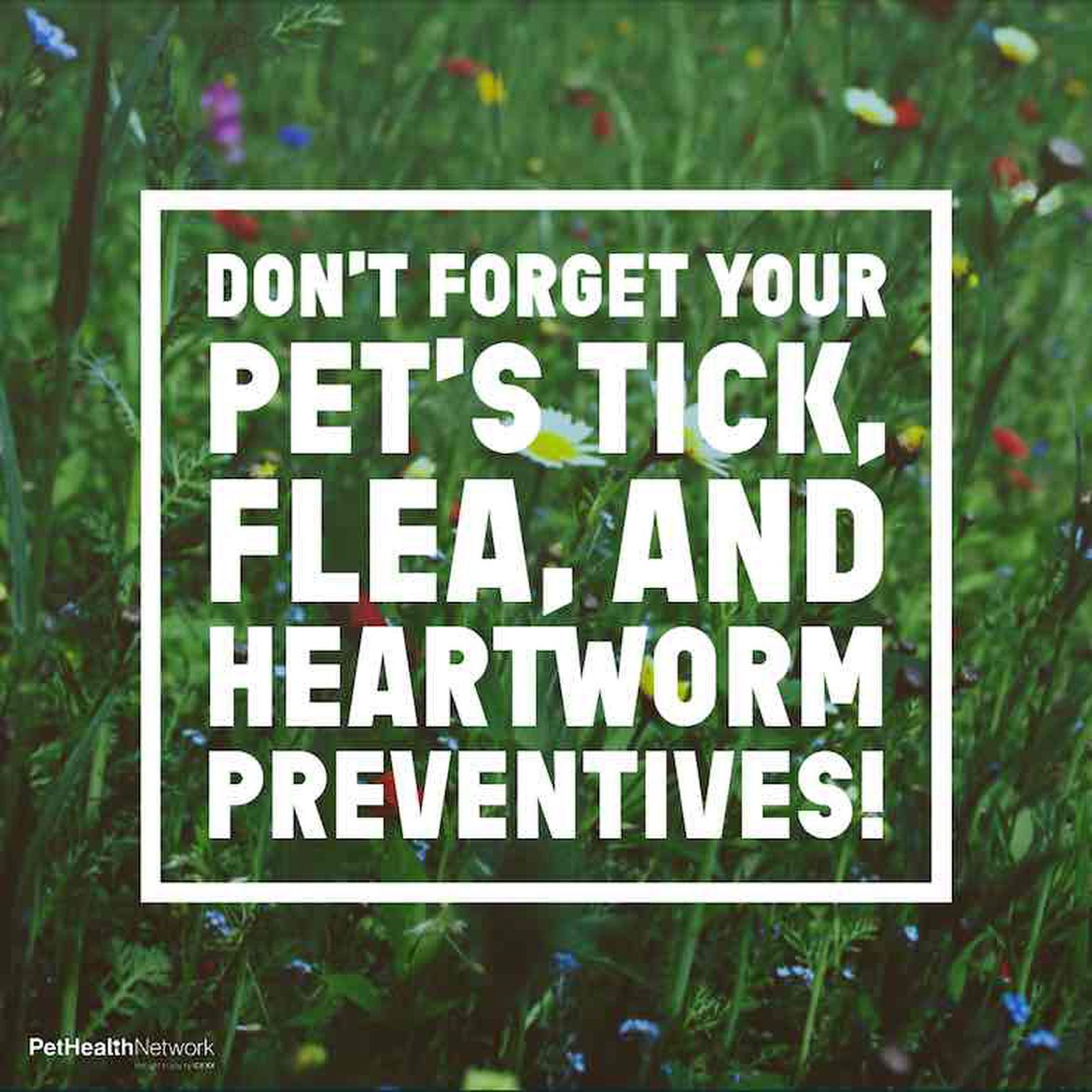 Social media reminder for heartworm preventives on August 1st.