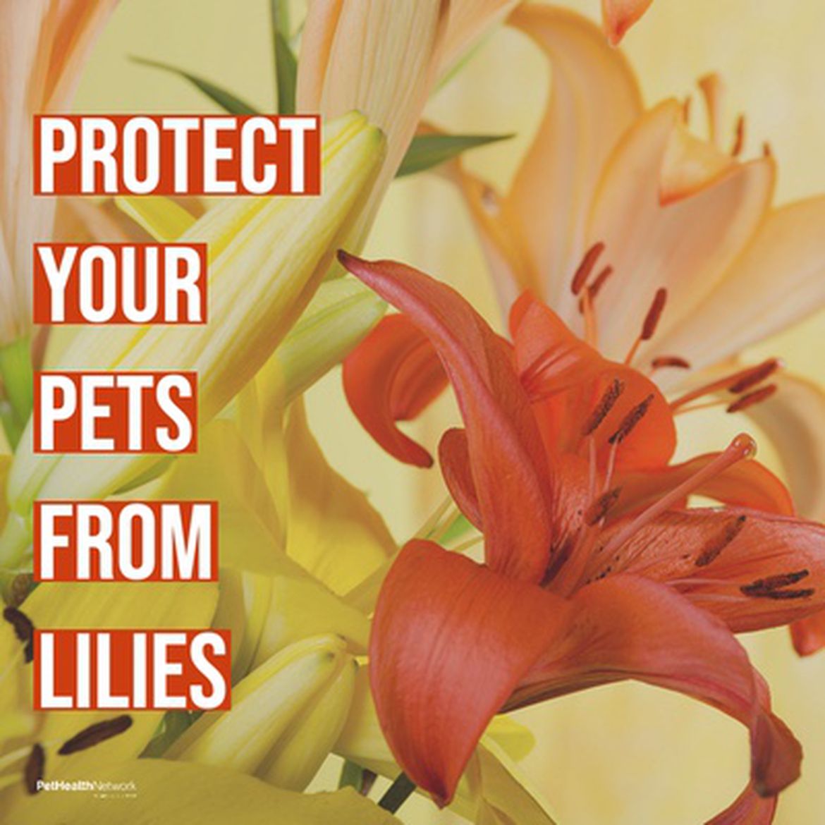 Social media post about the toxicity of Easter lilies for pets.