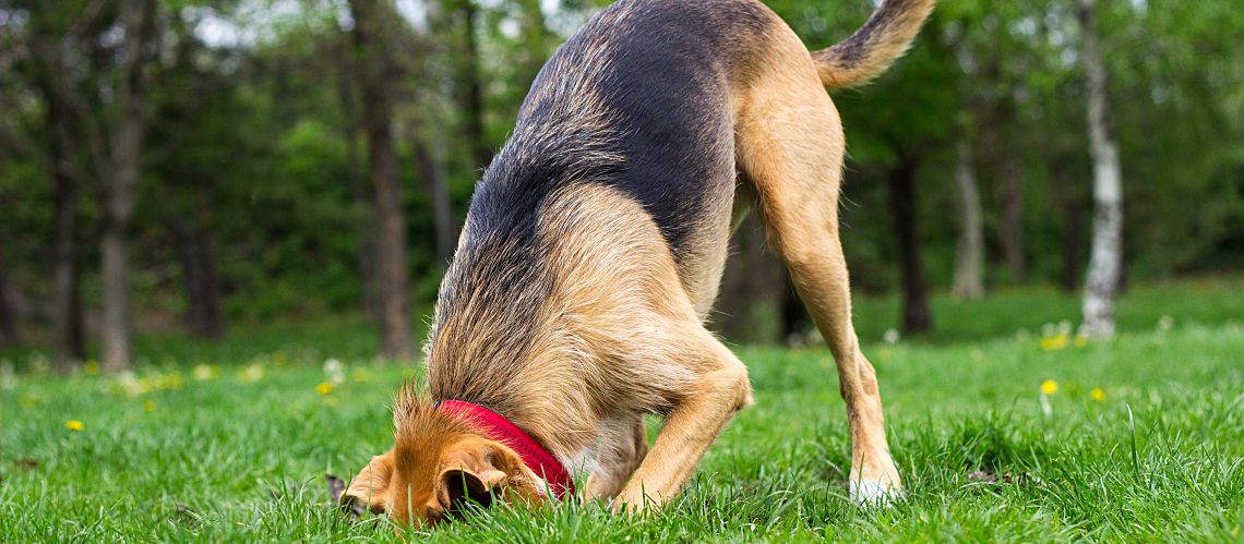 Dog digging a hole in the yard.