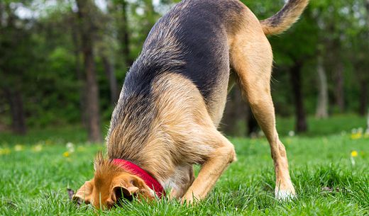 Dog digging a hole in the yard.