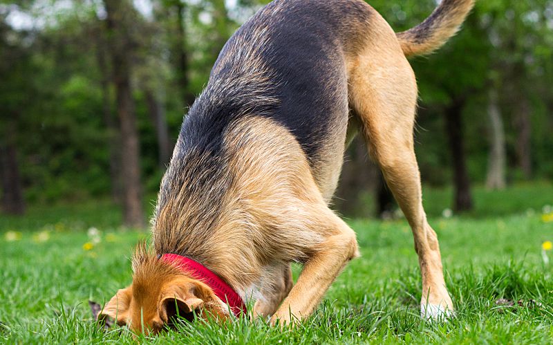 Dog digging a hole in the yard.