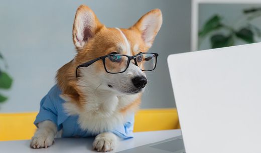 Cute corgi sitting at a desk in front of a computer.