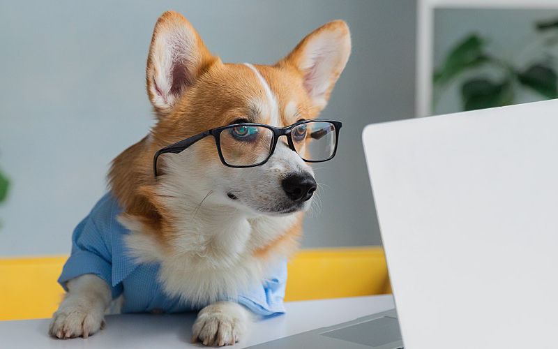 Cute corgi sitting at a desk in front of a computer.