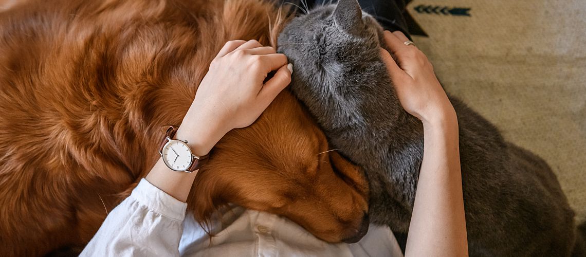 Woman's hands on a golden retriever and gray cat.