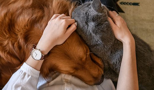 Woman's hands on a golden retriever and gray cat.