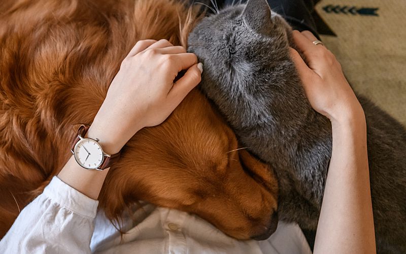 Woman's hands on a golden retriever and gray cat.