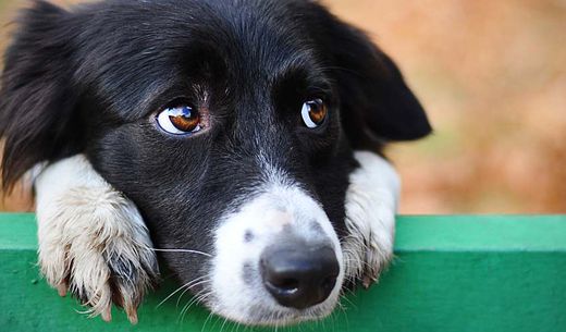 Black and white dog looking shy.