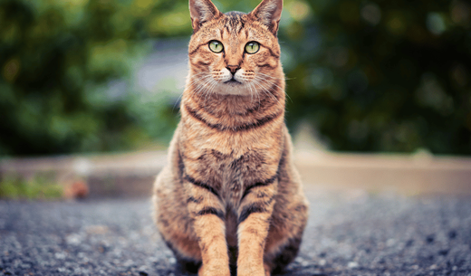 Orange tabby cat.