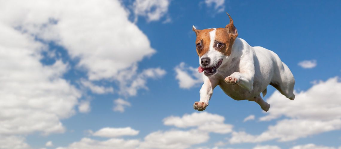 Cute dog jumping in the sky.