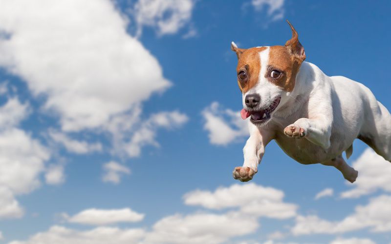 Cute dog jumping in the sky.