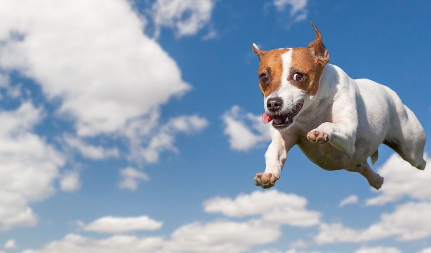 Cute dog jumping in the sky.
