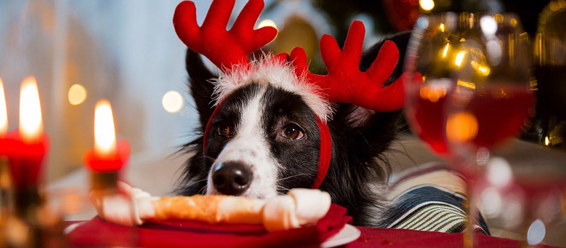 Dog wearing reindeer ears staring at bone.