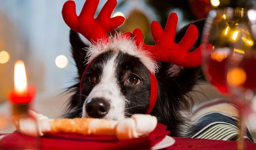 Dog wearing reindeer ears staring at bone.