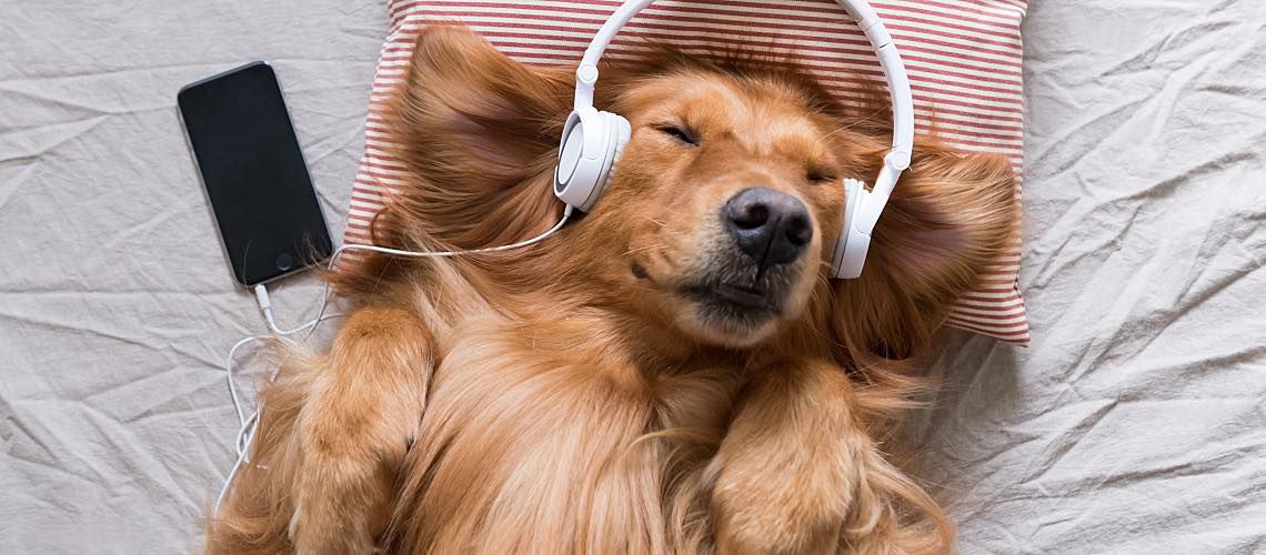 A golden retriever lies on its back on a bed while wearing headphones.