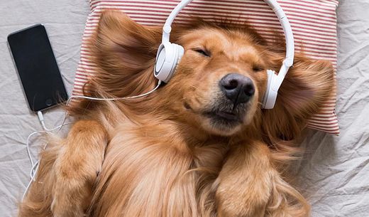 A golden retriever lies on its back on a bed while wearing headphones.