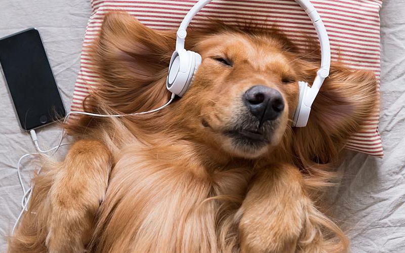 A golden retriever lies on its back on a bed while wearing headphones.